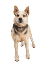 Mixed Large Breed Dog Standing Center