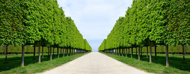 allée perspective jardin parc arbre tailler feuille marronnier