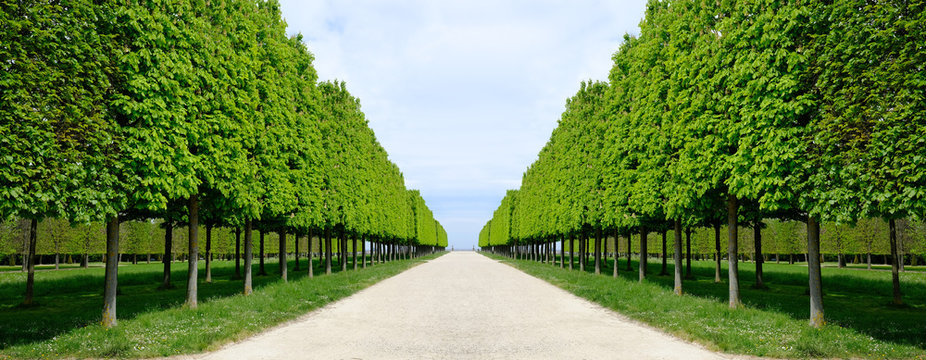all&eacute;e perspective jardin parc arbre tailler feuille marronnier