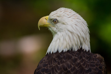 Fototapeta premium Bald Eagle Blinking Close Up