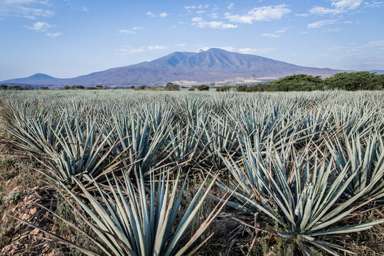 Tequila Landscape
