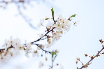 White flowers of apple tree on light blue sky