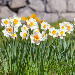 Fototapeta premium Yellow narcissus flowers in spring garden