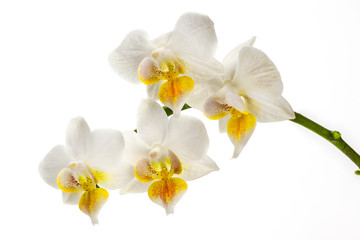 Naklejka na ściany i meble happy little orchids