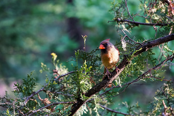 female red nothern cardinal bird