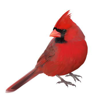 Northern Cardinal portrait.
Hand drawn vector illustration of a male Northern cardinal showing off its beautiful red plumage. Transparent background, realistic representation.
