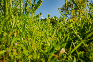 green grass and blue sky