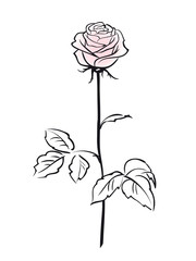 Pink rose flower isolated on the white background, vector illustration