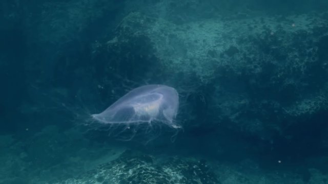 Greater big jellyfish in the green waters of the sea. Amazing underwater world and the inhabitants, fish, stars, octopuses and vegetation of the Sea of Japan.