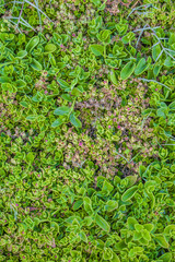 Green leaves wall background