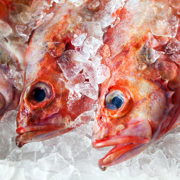 Rotbarsch in der Fischtheke, Nahaufnahme