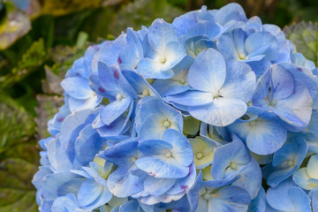 Blue flower
