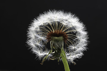 Dandelion