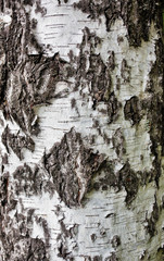  birch tree bark