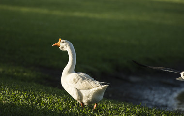 White Pekin duck