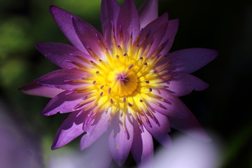 Purple and Yellow Lotus Flower Under Shade