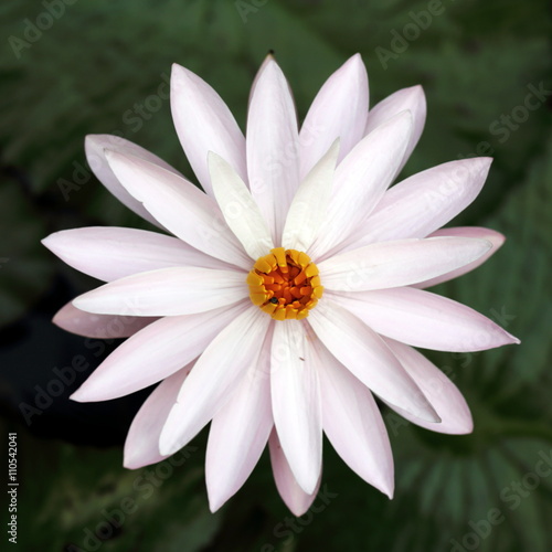 "White Lotus Flower Top Down View" Stock photo and royalty