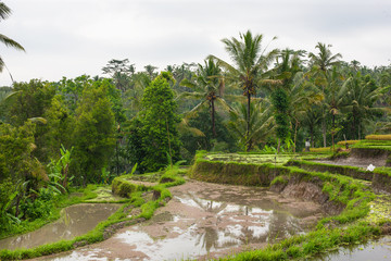 Fototapeta na wymiar rice terrace fields indonesia bali