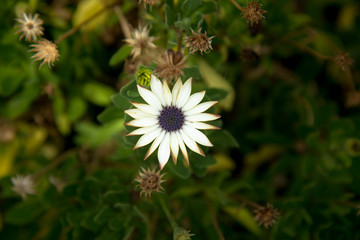 african daisy