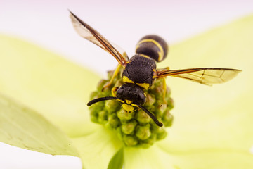 Big striped wasp on the flower closeup
