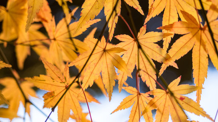 Yellow maple leaves and branch on the tree in autumn in Japan