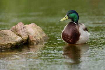 Mallard, Duck, Anas platyrhynchos