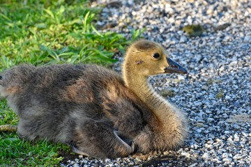 Canadian goose chick laying on the ground