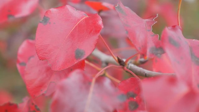 Wild pear autumn leaves red nature colorful 4K 2160p UHD footage - Autumn colorful pear tree branch 4K 3840X2160 UHD video 