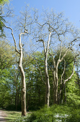 Bäume im Schlosspark Putbus