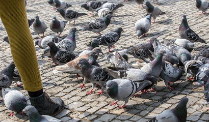 City pigeons are fed
