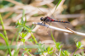 A dragonfly sitting on a branch and waiting for prey
