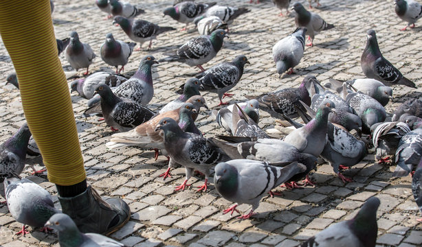 City pigeons are fed
