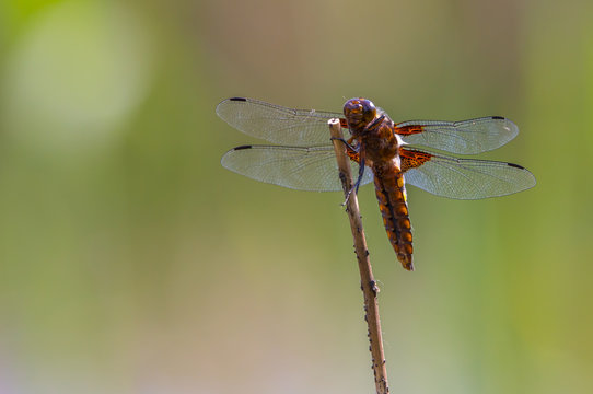 A dragonfly sitting on a branch and waiting for prey
