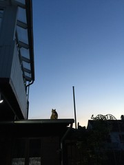 Katze auf dem Dach bei Sonnenuntergan