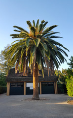 Single trunk palm tree, medium height with pinnate feathered leaves, in front of a Tudor revival style building with a layered shingle roof, in California on a clear spring evening.