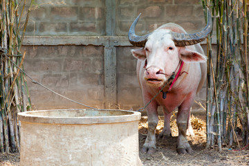 The albino buffalo