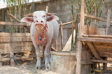 The albino buffalo