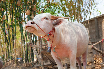 The albino buffalo