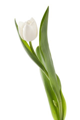 white tulip