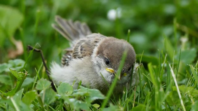 Young house sparrow (Passer domesticus) in nest, UHD