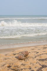 Dry coconuts on beach with frothy waves - Dry coconuts on a tropical beach with incoming frothy sea waves.