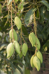 Green mango fruit is growing on a tree