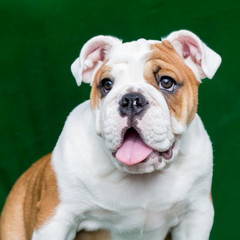 english bulldog