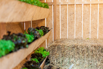 Growing vegetables in pots hang on the walls with straw  | Organic healthy food ingredient | Food photograph