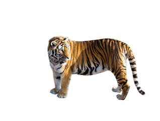 the Amur tiger