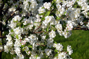 Deep apple tree branches with many white flowers blossom in spring on sunny day closeup