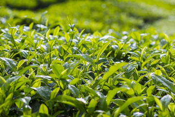 swallow focus fresh green tea