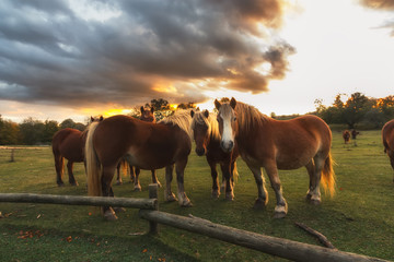 Free horses at sunset with yellow manes © aruizhu