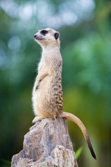 Meerkat