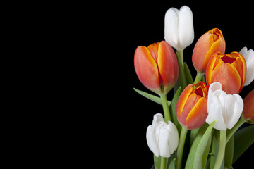 tulip flowers on black background